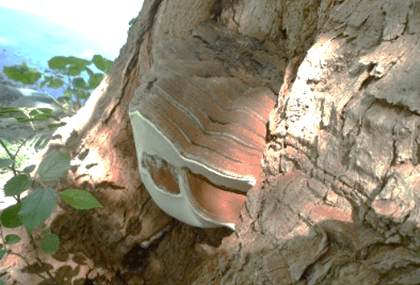 トウカエデに寄生するキノコ