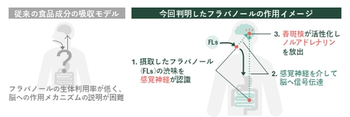 ワインやチョコレートの渋みで記憶力向上、 感覚刺激で作用と判明　 芝浦工大、フラバノールの脳作用メカニズムを解明
