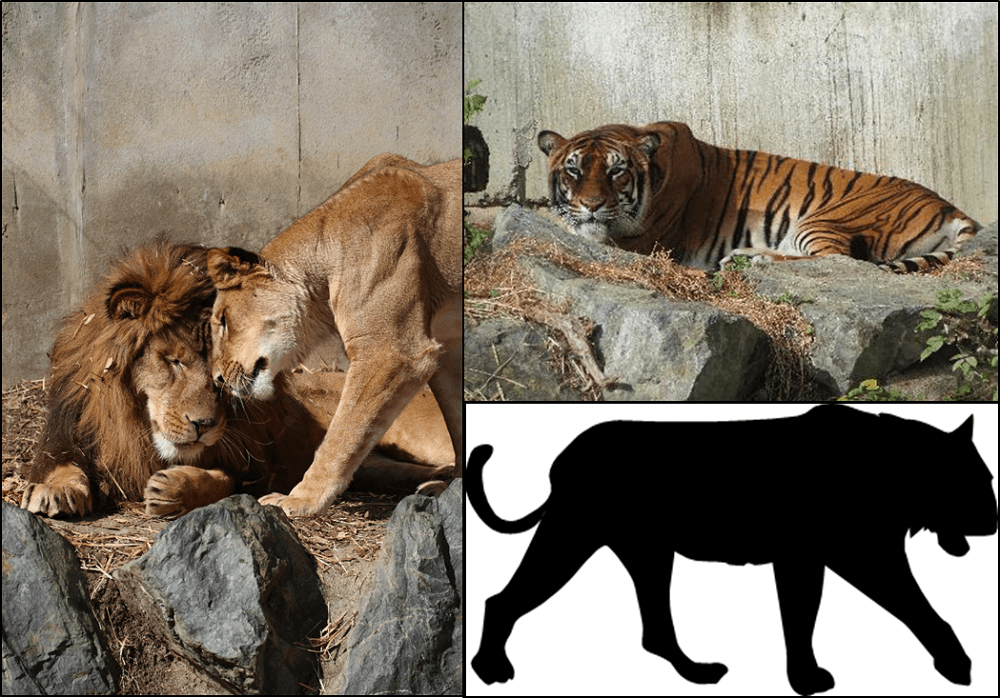 三大陸を代表する猛獣が一同に!