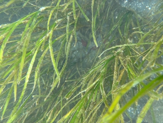 浜名湖のアサリ復活の鍵を握る海草「アマモ」 見学体験商品販売開始と報道機関向け体験会を開催