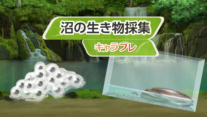 沼の生き物採集