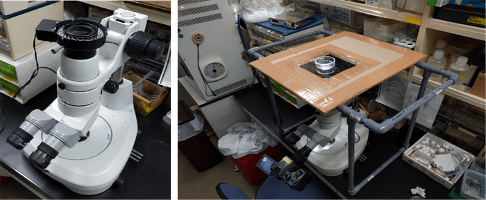 図４　倒立実体顕微鏡システム。 顕微鏡の鏡体を上下反転させ（左）、塩ビ管、段ボール、アクリル板で作製したステージに置いたコジマイシノミの配偶行動を腹面から観察（右）。