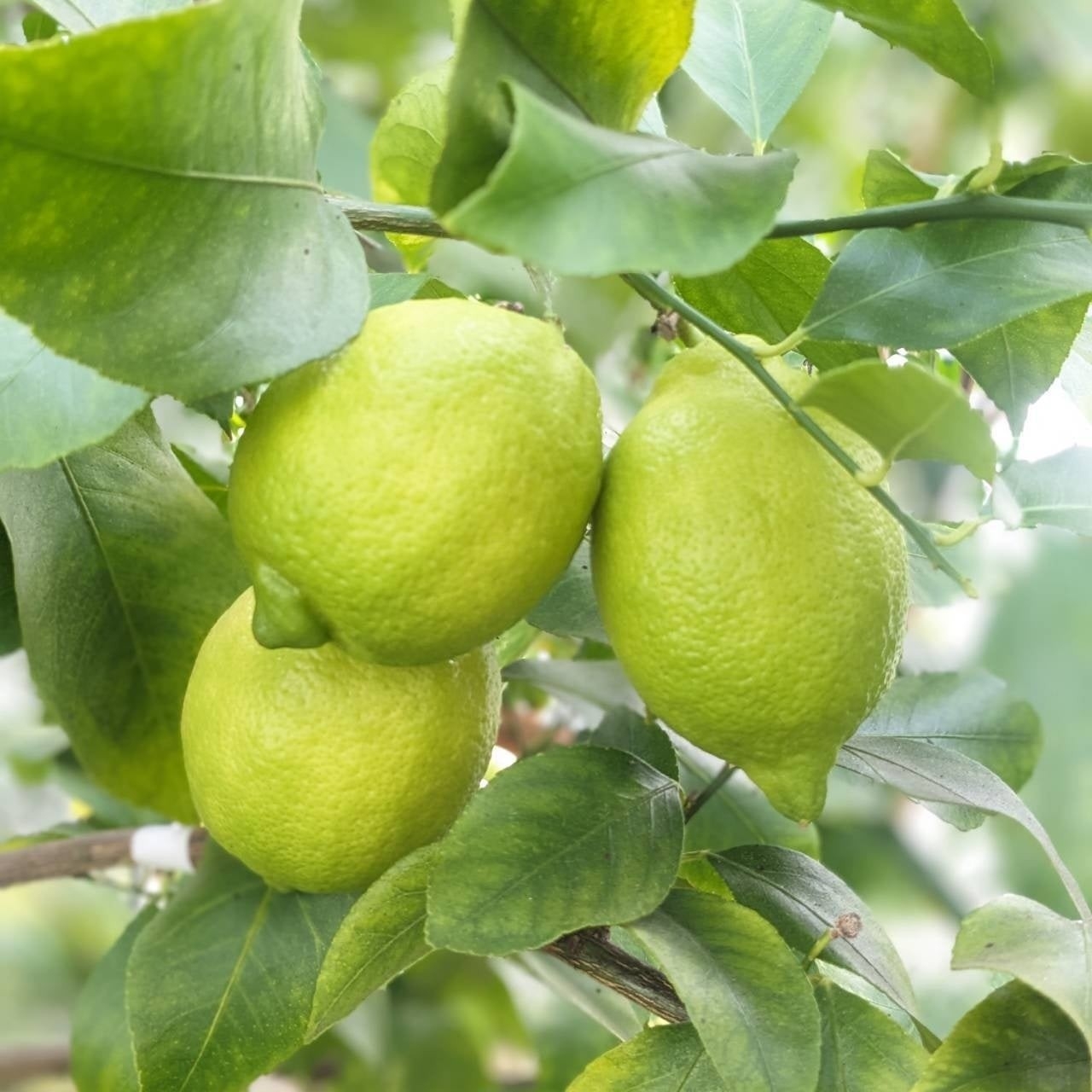 璃の香レモン 各500円 (税込)