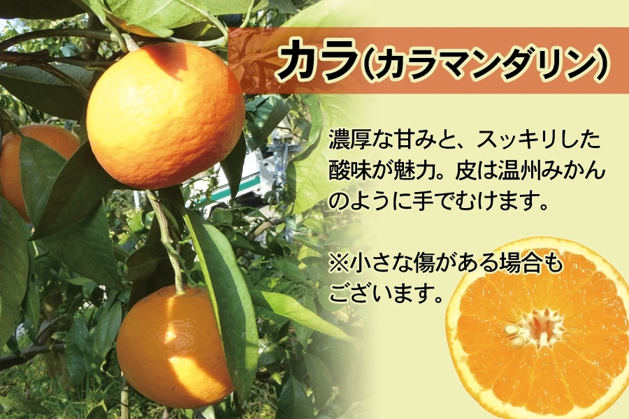 「カラ(カラマンダリン)」