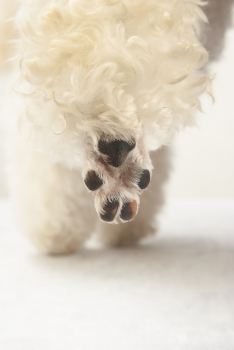 お散歩から帰ってきた際のお手入れについてご紹介します。