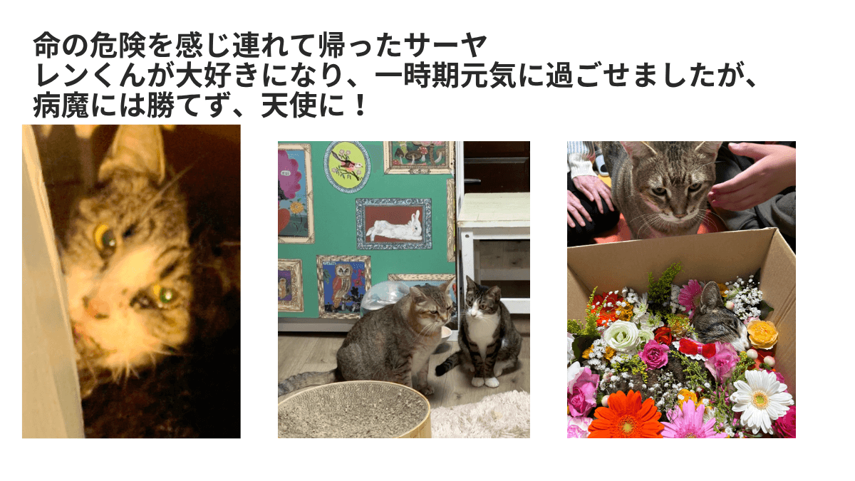 サーヤ 遺した願い