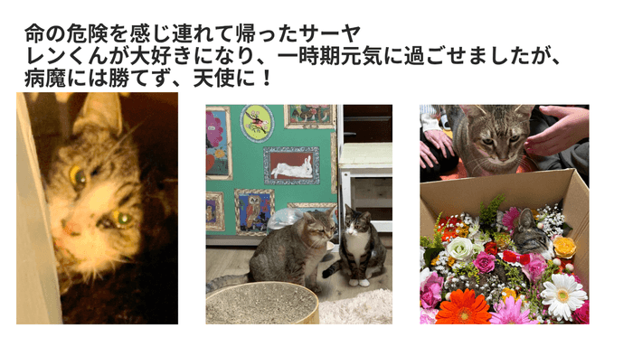 サーヤ 遺した願い