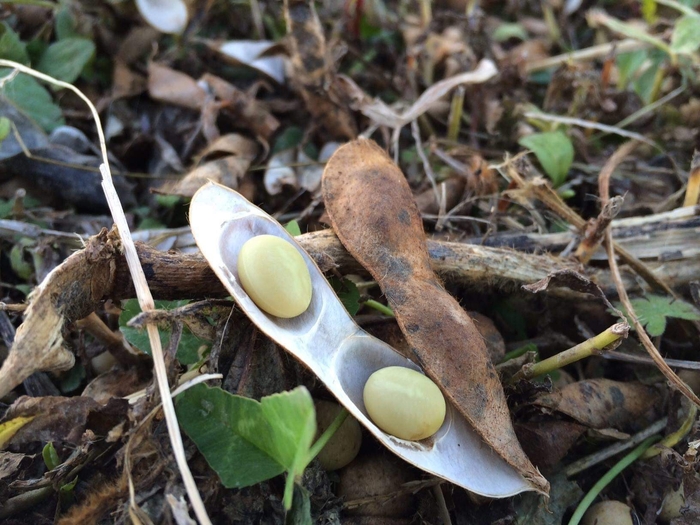 有機栽培さとういらず大豆