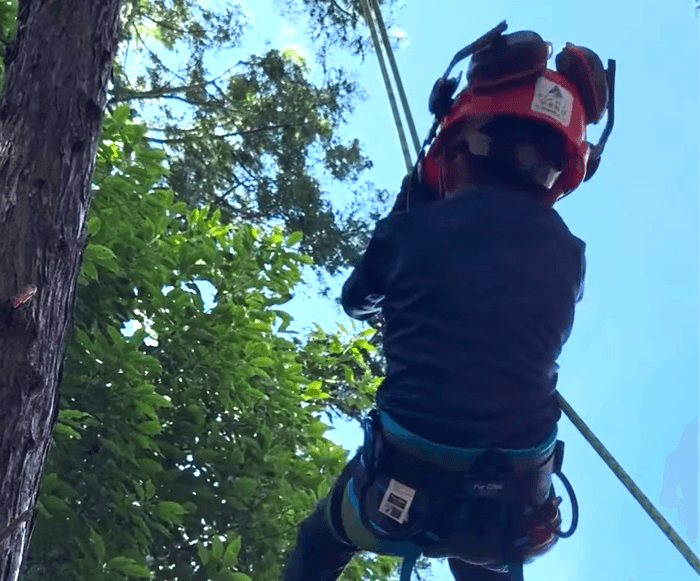 ツリークライミング