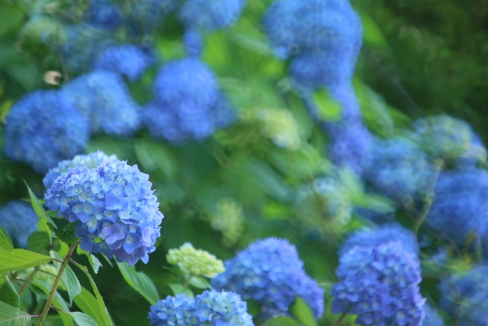 園内を彩るアジサイの花(昨年の様子)
