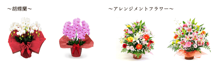 胡蝶蘭:「ミディ胡蝶蘭 5本立 白」「大輪胡蝶蘭 5本立 スタンダード ピンク」」/アレンジメントフラワー:「お任せアレンジメント・Precious」「豪華なユリノアレンジ」