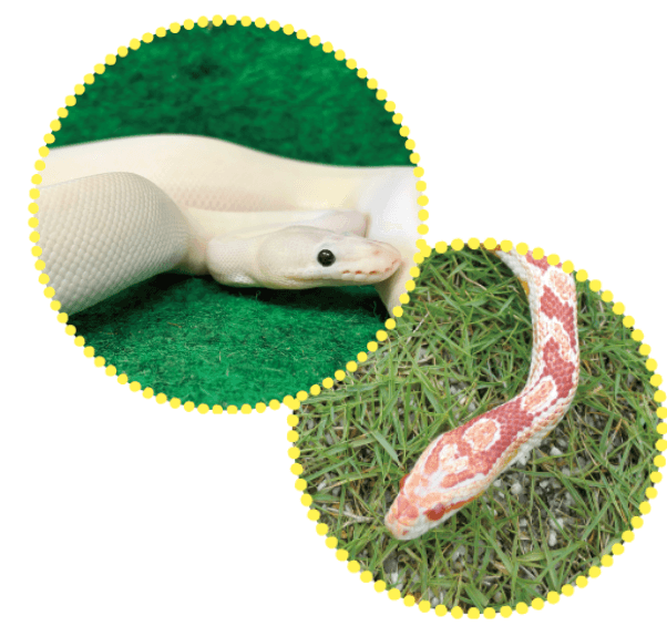 ラッキーアニマル大集合