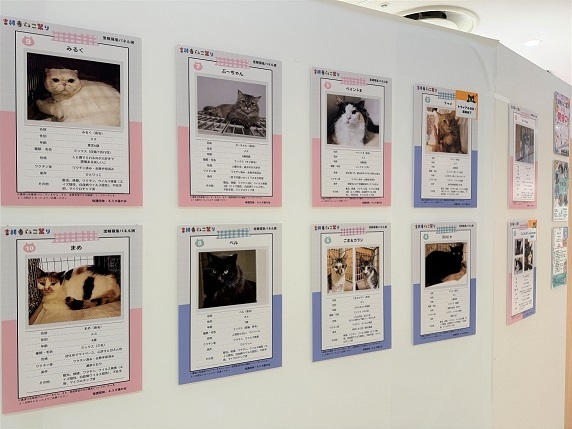 ネスタ猫の会 パネル譲渡会展示