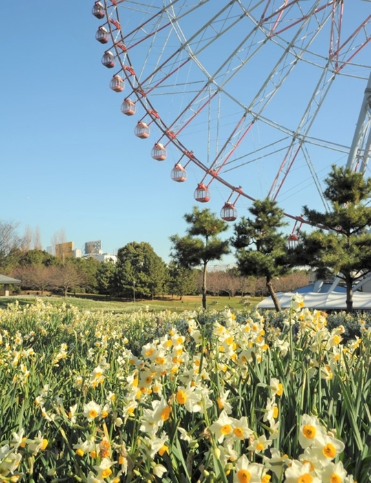 葛西臨海公園のスイセン(昨年の様子)