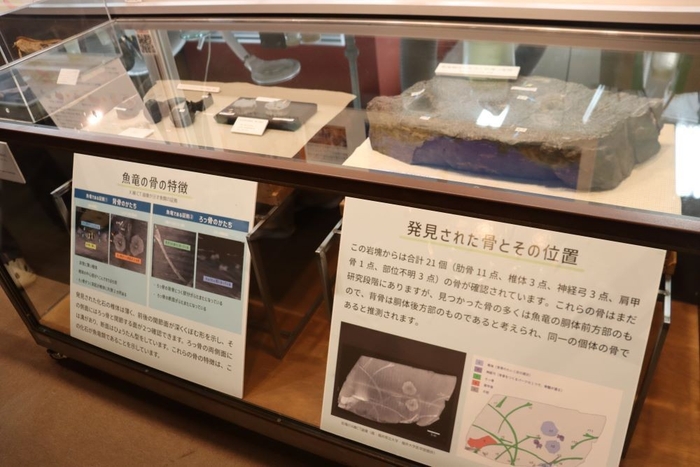 岩石には魚竜化石の椎体や肩甲骨の一部などがくっきり見えます