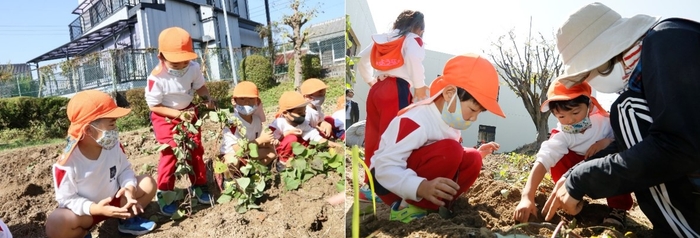 昨年の収穫体験の様子
