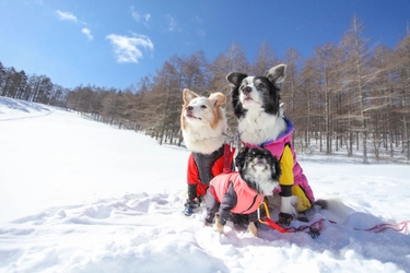 わんちゃん専用バスで雪遊びに出かけよう！ 「ゆとりろ蓼科ホテルwith DOGS」が愛犬と行くバスツアー宿泊施設として初参画