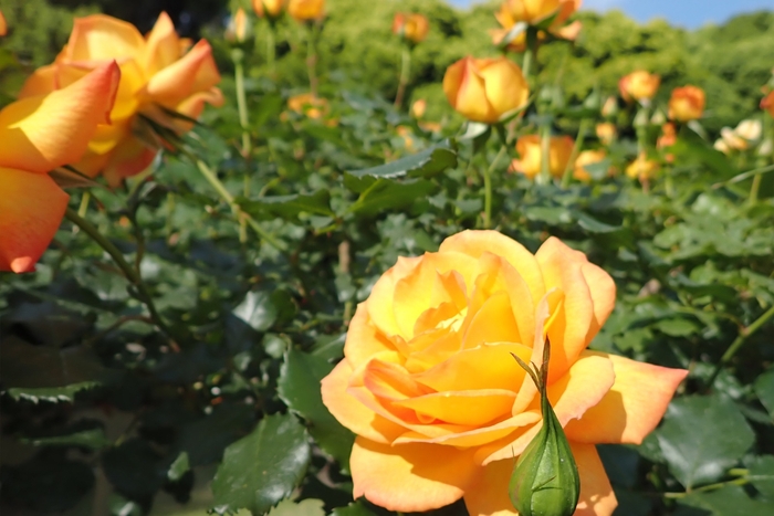 サハラ'98(5/4撮影)