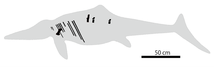 成羽の魚竜化石産出部位