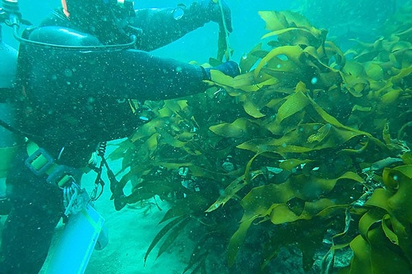 ⑨微増した海藻