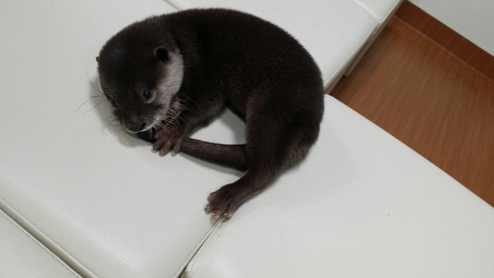 その他のコツメカワウソ