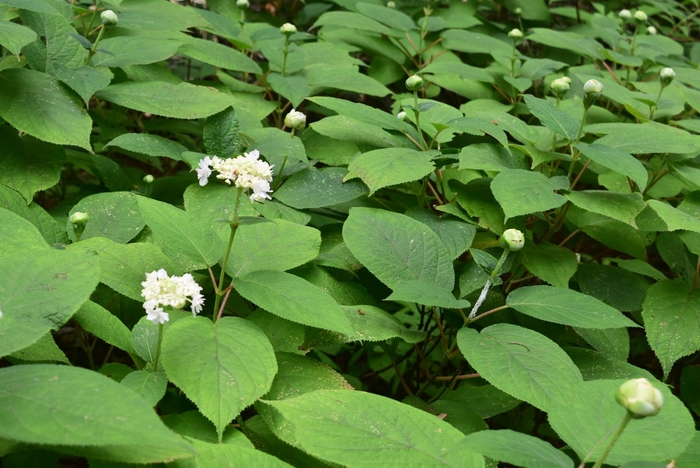 少しずつ咲き始めています