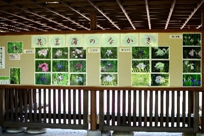 花菖蒲写真展示(過去の様子)