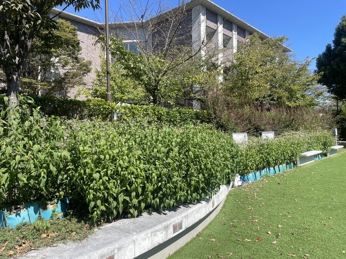 立命館大学衣笠キャンパスのフジバカマ(ともに10月6日撮影)