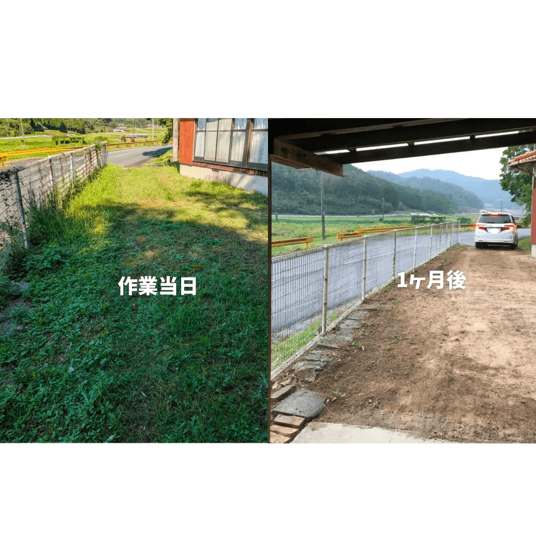 1ヶ月後の雑草の様子