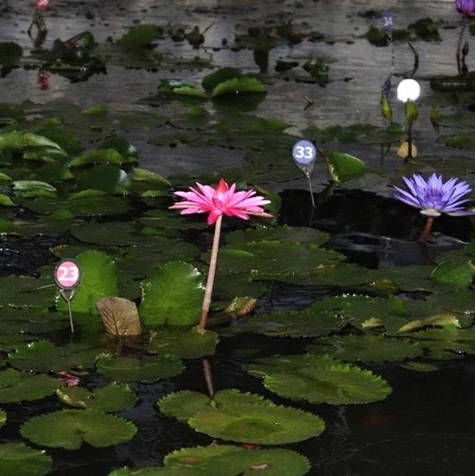 熱帯スイレン(令和4年撮影)