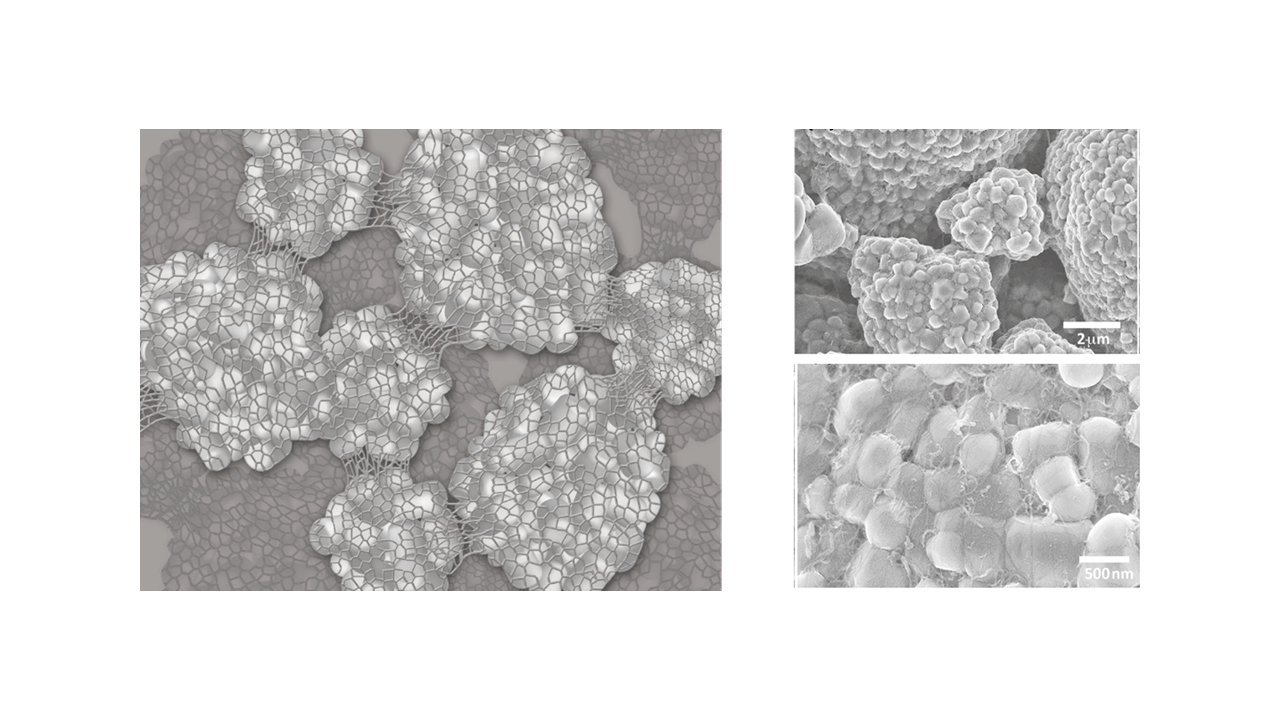 低弾性カーボンナノチューブバインダーの模式図と高濃度NCM電極のFE-SEM像(NCM:CNT = 99.5:0.5 (wt%))。入出力特性と高エネルギー密度,サイクル特性を共立する電極を提供します。