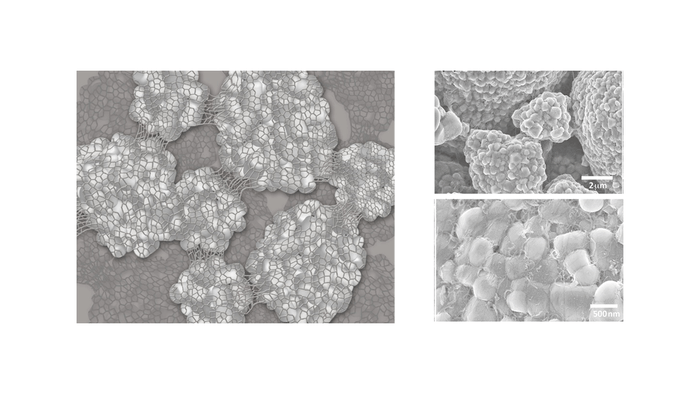 低弾性カーボンナノチューブバインダーの模式図と高濃度NCM電極のFE-SEM像(NCM:CNT = 99.5:0.5 (wt%))。入出力特性と高エネルギー密度,サイクル特性を共立する電極を提供します。