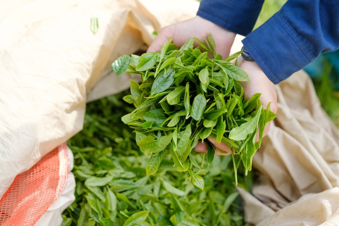 新茶収穫は5月上旬~下旬を予定