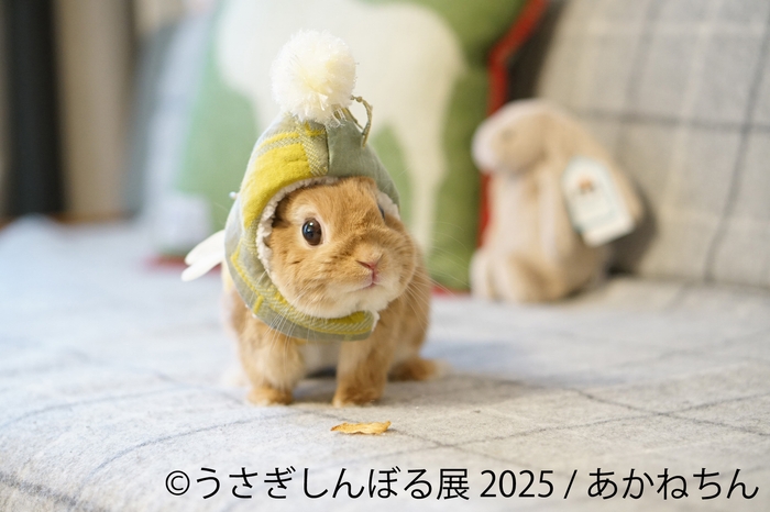 展示作品:あかねちん