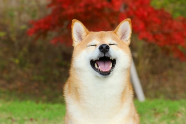 保険を選ぶときの5つのポイント
