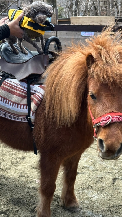 わんちゃんポニー乗馬体験
