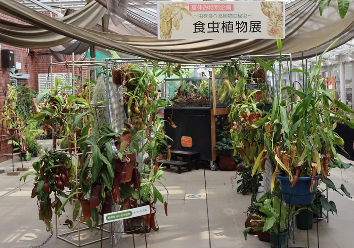 「食虫植物展」（令和６年撮影）