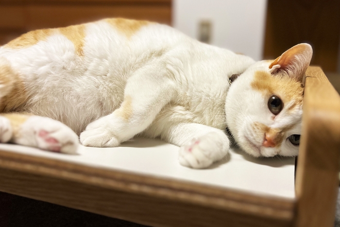 猫の体を考えたこだわりの形状