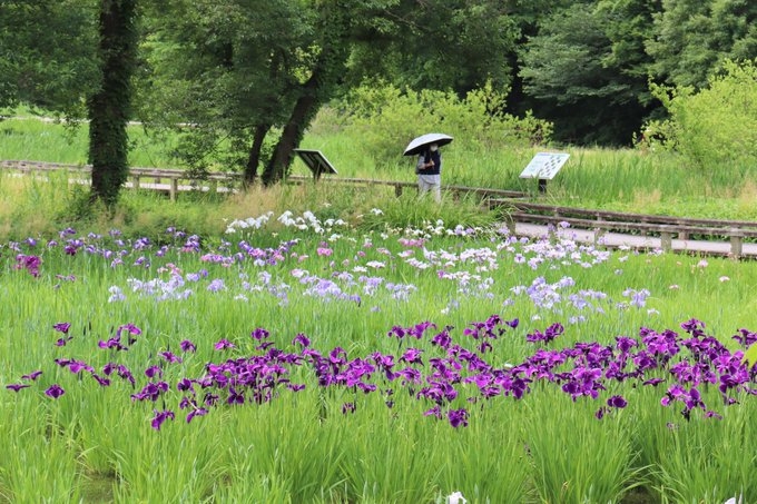 水生植物園 はなしょうぶ園(令和4年撮影)