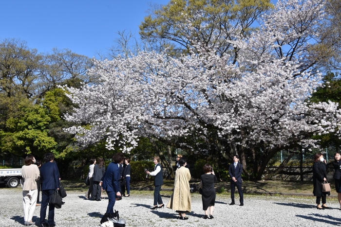 満開の桜の下でも記念撮影