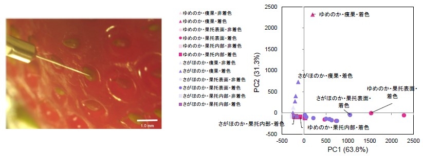 図4.プローブサンプリング法によるイチゴ果実の局所組織のアントシアニンのプロファイル。写真は、イチゴ"さがほのか"の痩果から、探針で生体成分を採取する様子。検出されたアントシアニンのイオン強度から主成分分析により散布図を作成した。