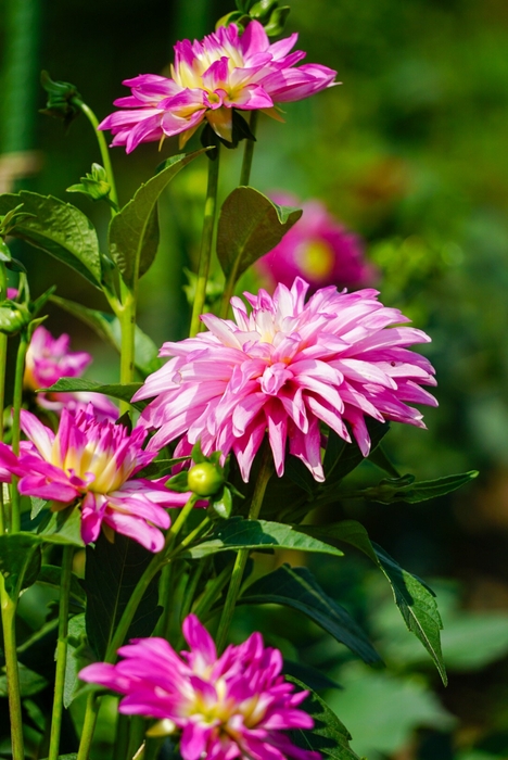 ダリア:プレシャス