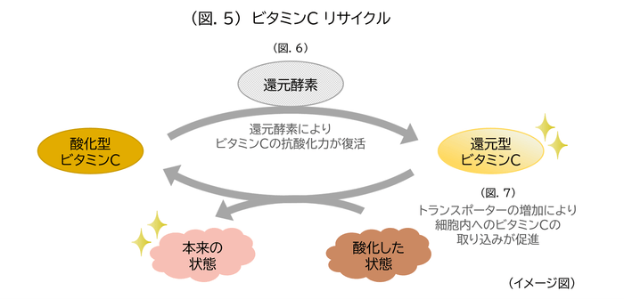 (図.5)ビタミンC リサイクル