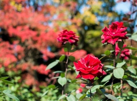 バラと紅葉のコントラストが美しい園内
