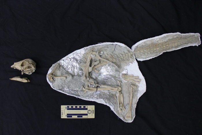 ザヴァケファレの全身骨格＝研究グループ提供