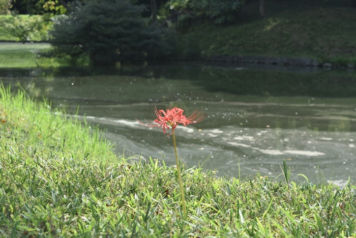 ヒガンバナ(9月15日撮影)