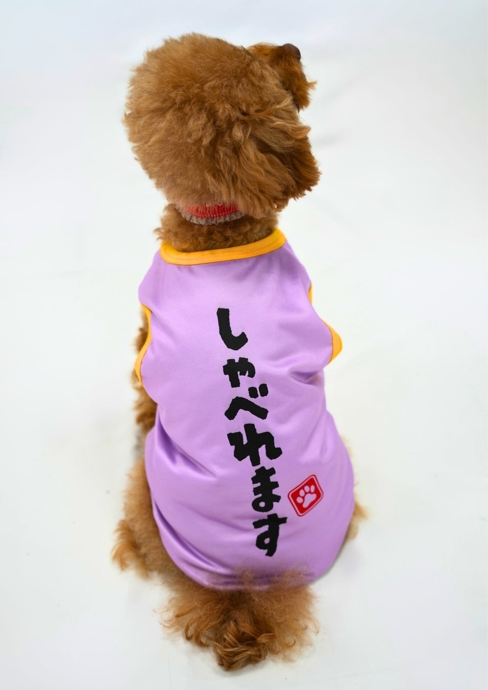 カプセルトイ「うちの子かわいい!ドッグウェア」モデル犬着用イメージ