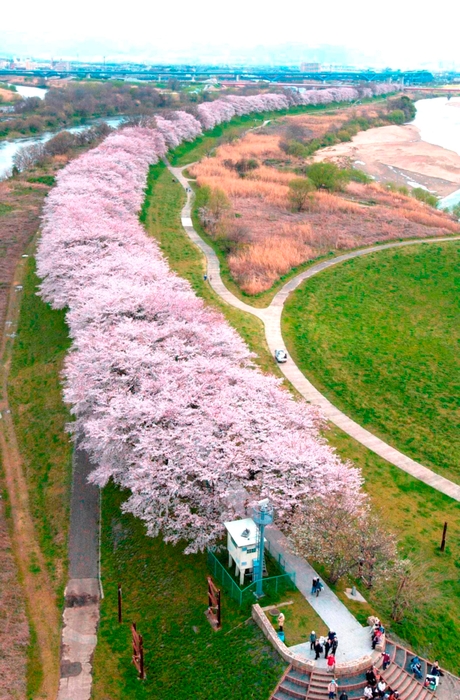 背割堤の桜(縦)