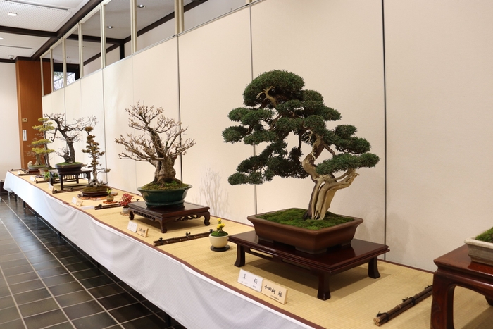 早春の盆栽展(令和7年撮影)