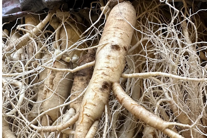 国産　高麗人参